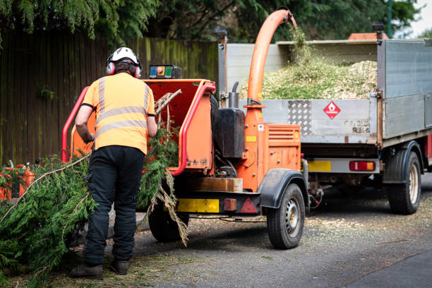 Best Tree Maintenance Programs  in USA